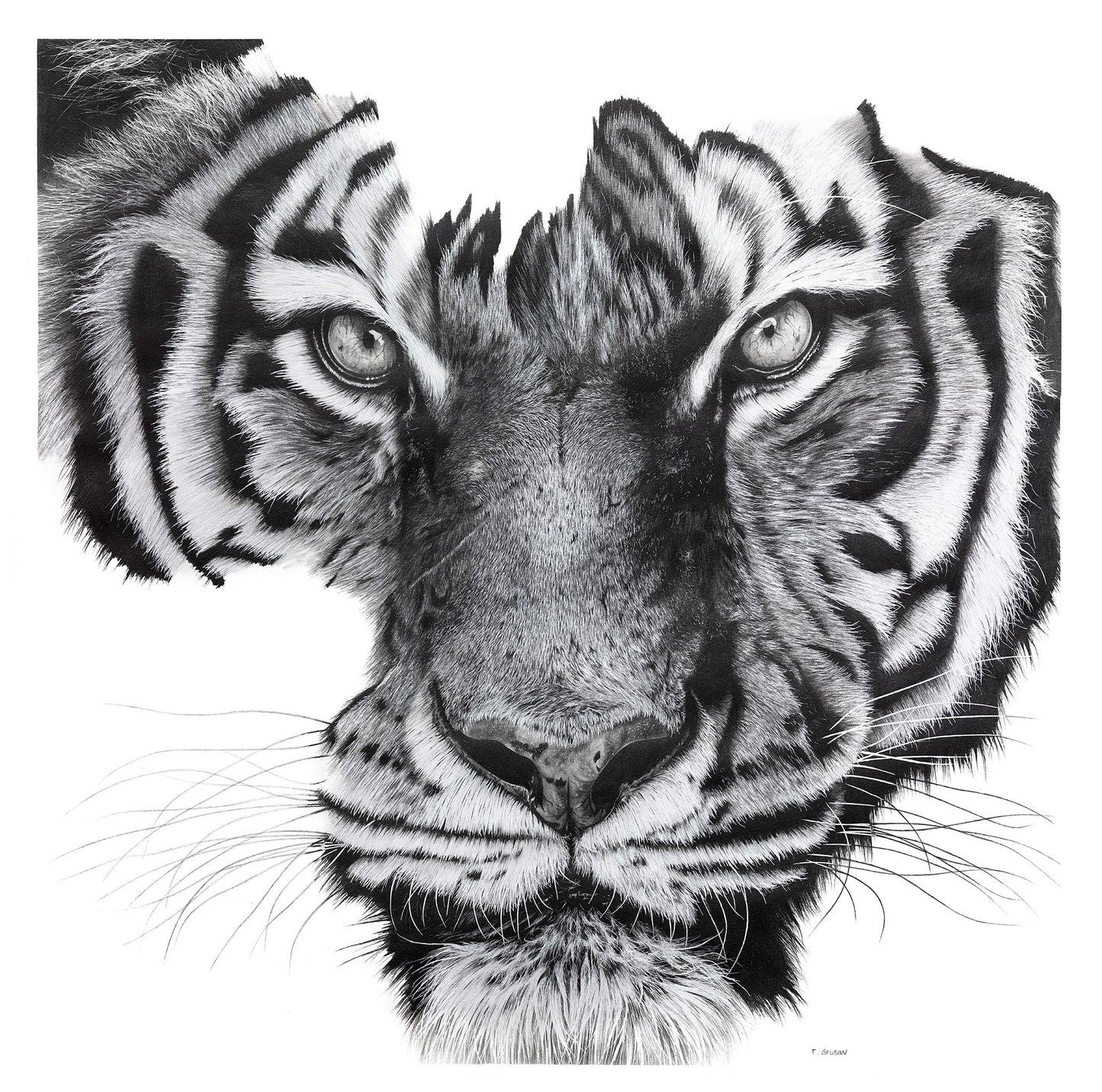 TETE DE TIGRE