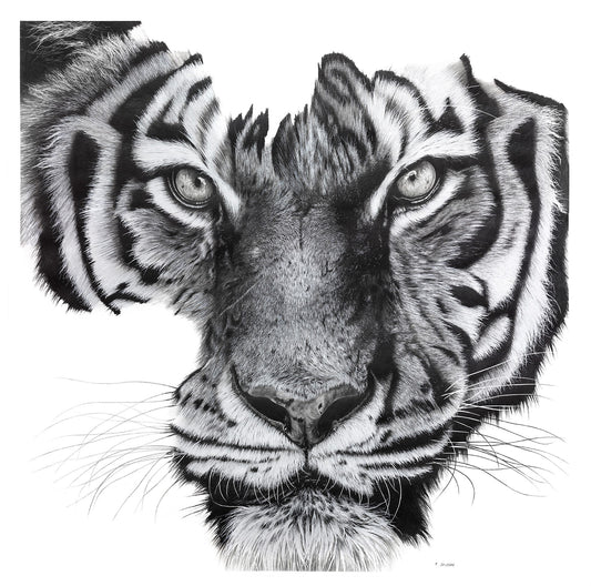 TETE DE TIGRE