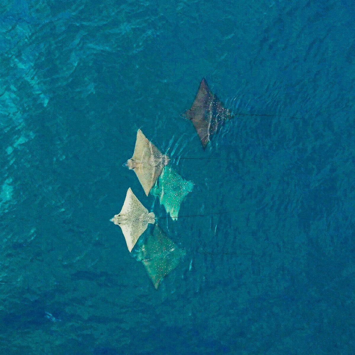THE WALL SERIES 1 MAURITIUS | 51