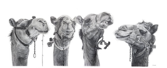 LES DROMADAIRES