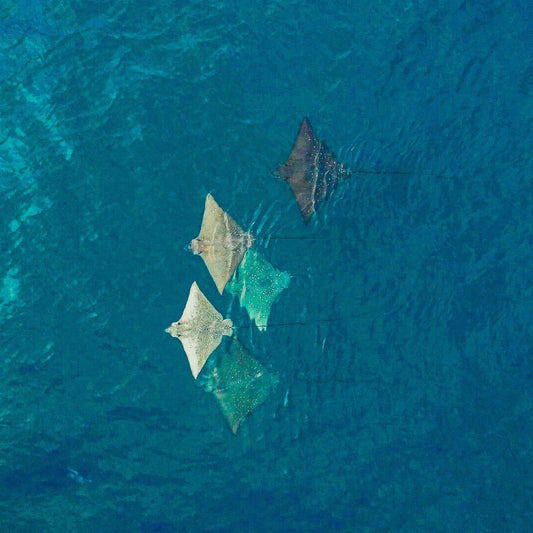 THE WALL SERIES 1 MAURITIUS | 51